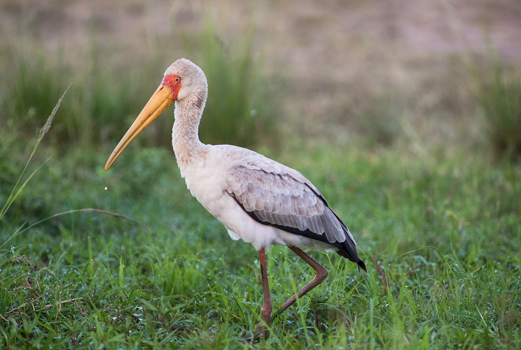 Birds of Masai Mara
